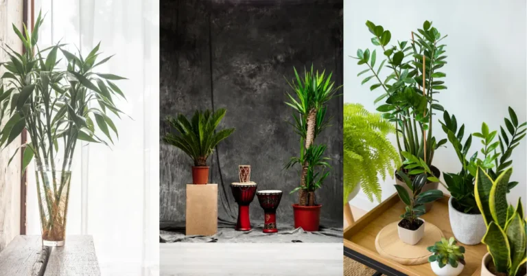 Tall Indoor Plants