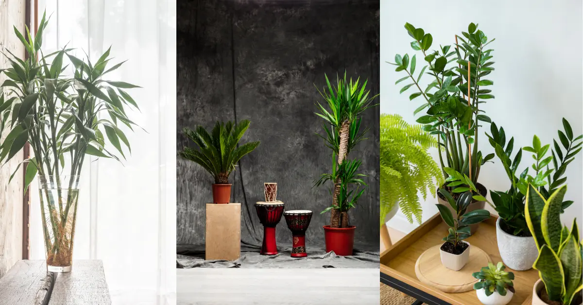 Tall Indoor Plants