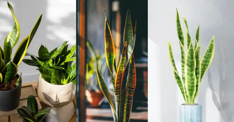 do snake plants need light